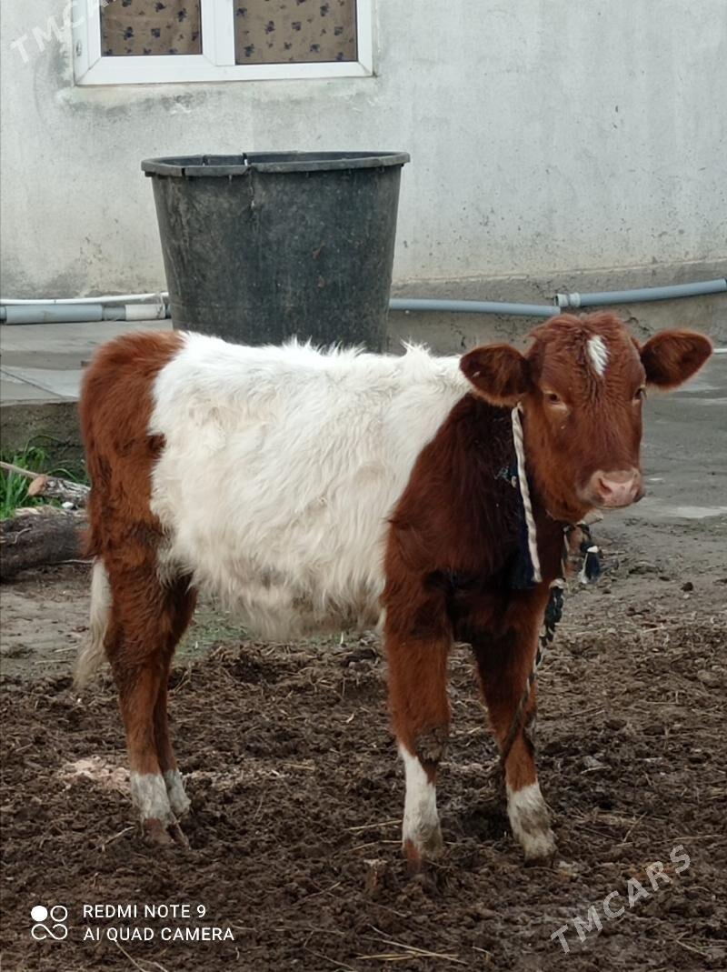 Tohum tüwe - Ашхабад - img 1