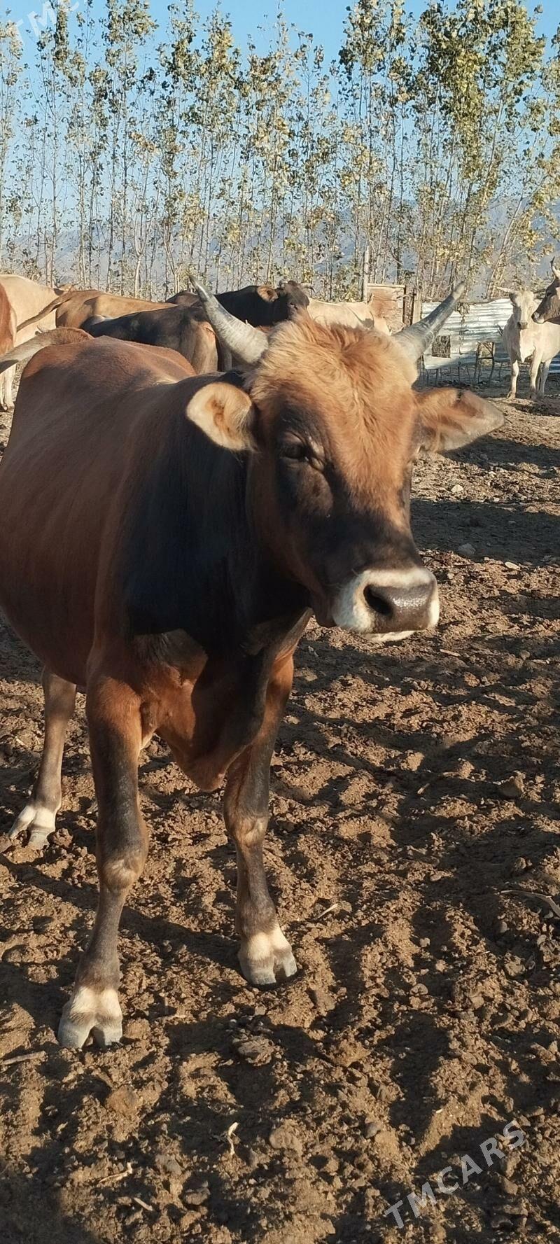 Okuz - Bäherden - img 1