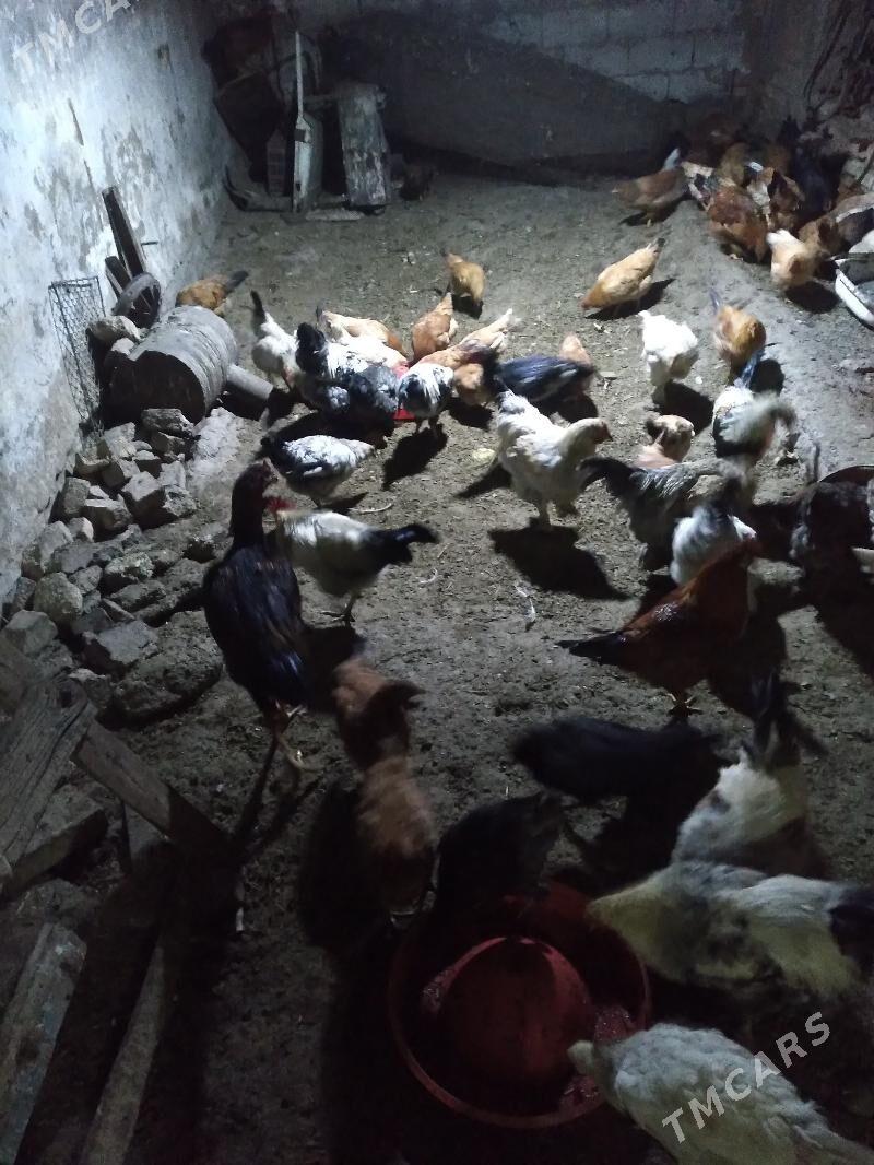 ýaş towuk - Tejen - img 1