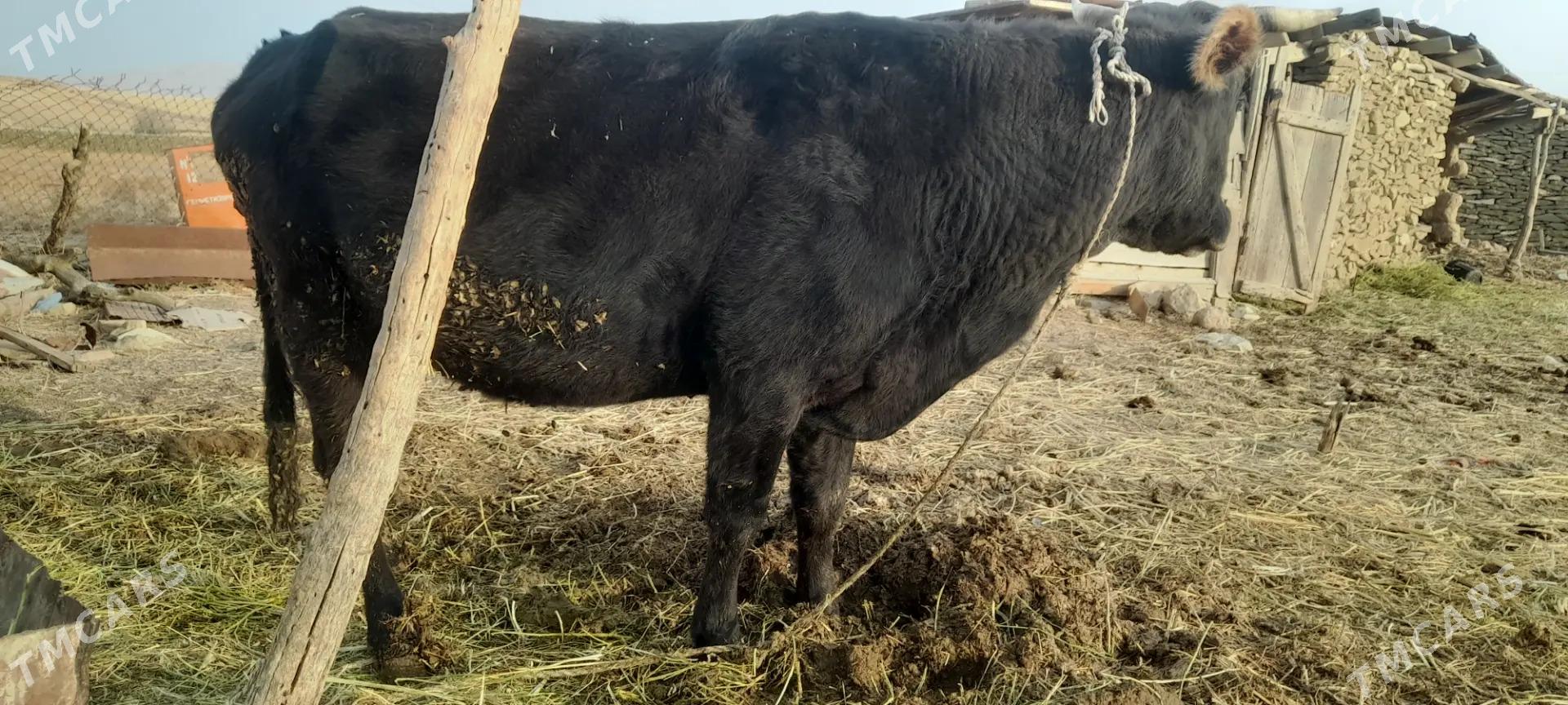 Gysyr sygyr - Бахарден - img 1