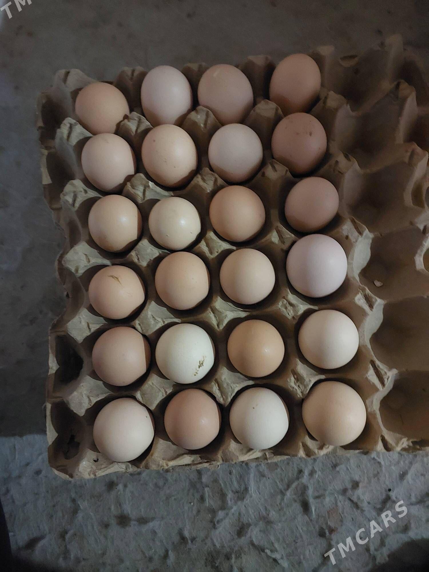 yumurtga gigant - Sakarçäge - img 1