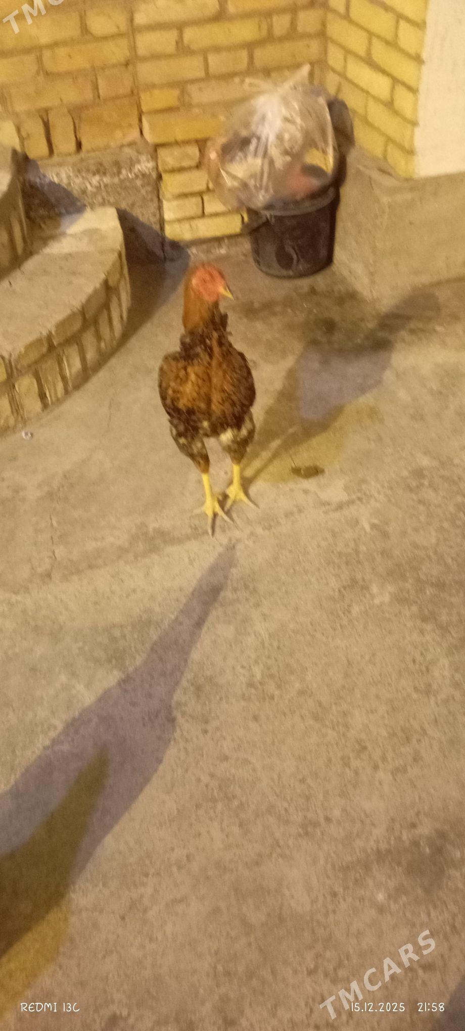 хораз - Çärjew - img 1