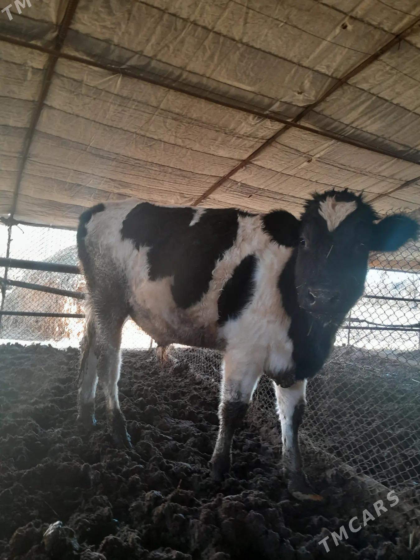 пародны окузлер - Çärjew - img 1