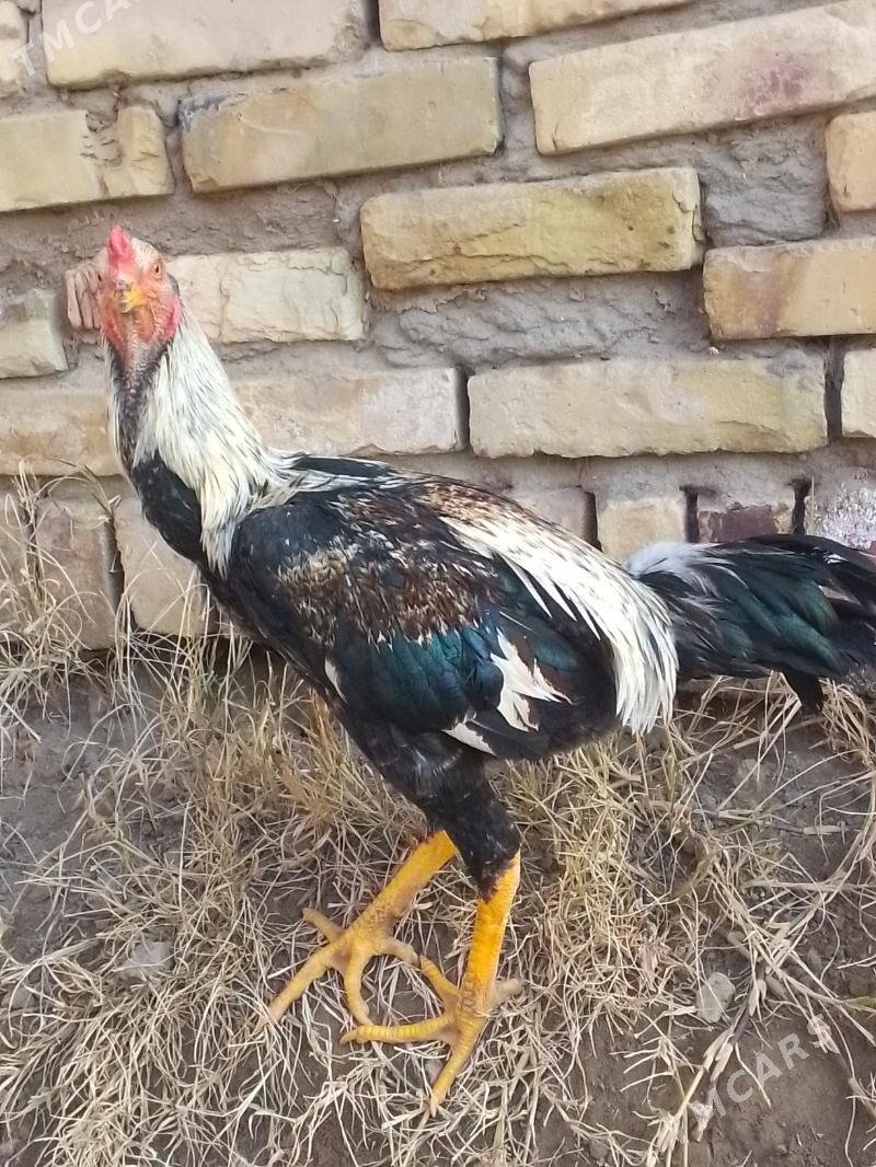 Baýes Horaz - Halaç - img 1