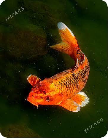 Рыбки Койи - Türkmenabat - img 1