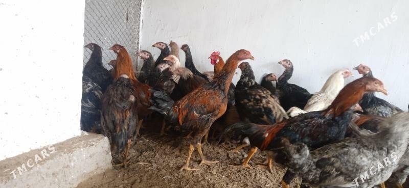 horaz juyje - Сейди - img 1