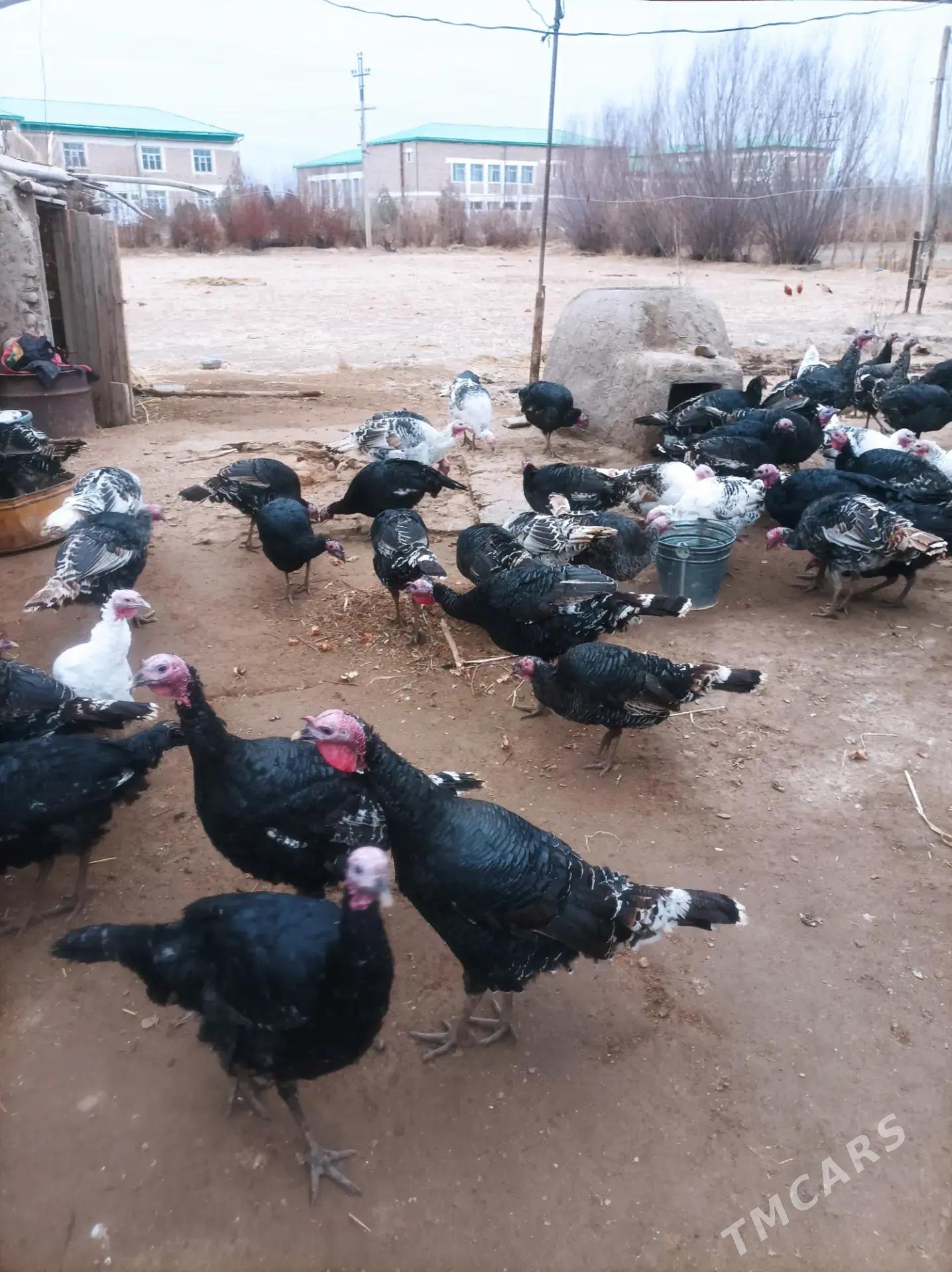 индук - Akdepe - img 1