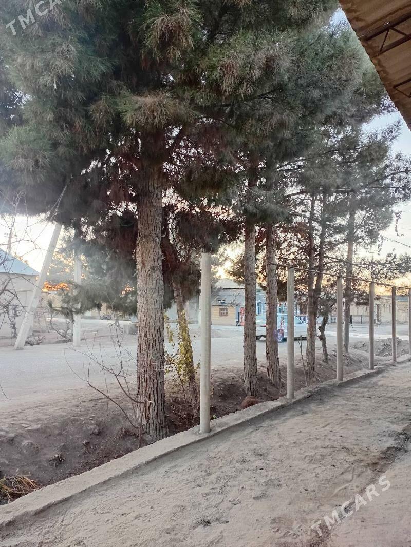 sosna agajy - Dänew - img 1