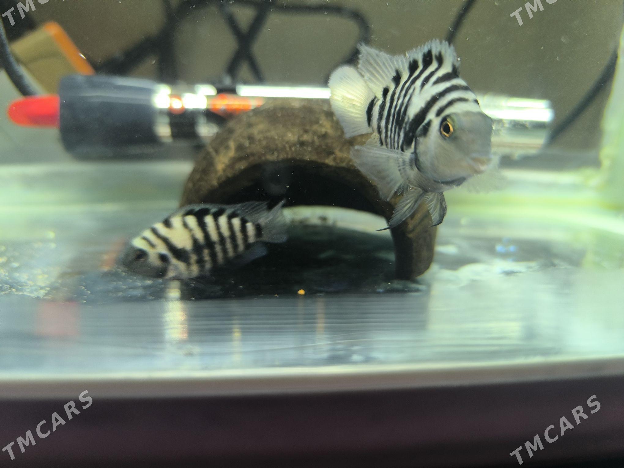 Sapfirowyy popygay para - Podwoýski köç. (Bitarap Türkmenistan şaýoly) - img 1