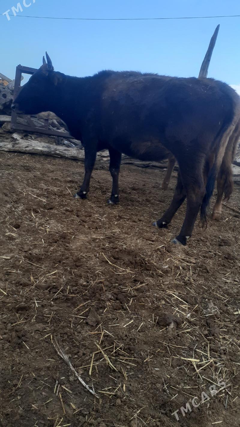 sygyr - Mary - img 1