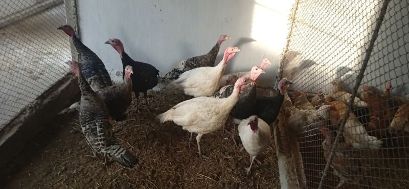 induk - Seýdi - img 1