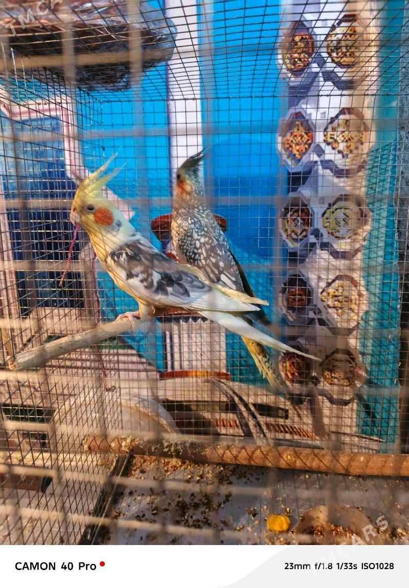 Korella para - Aşgabat - img 1