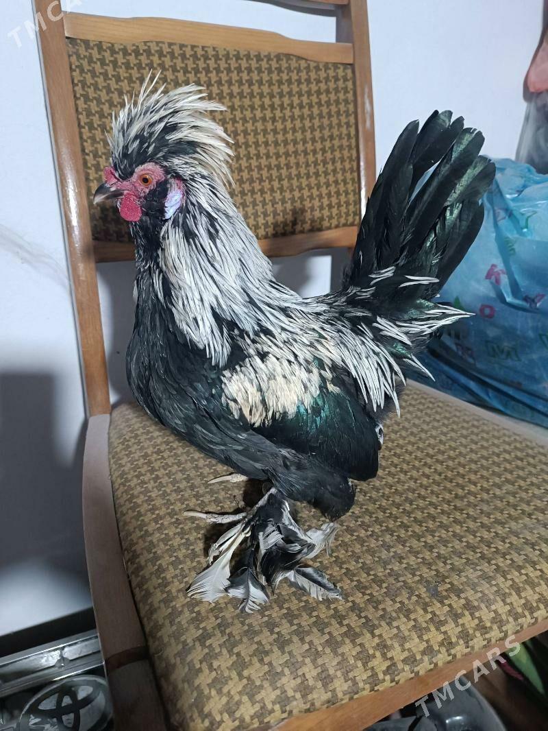 Karlik. - Mary - img 1