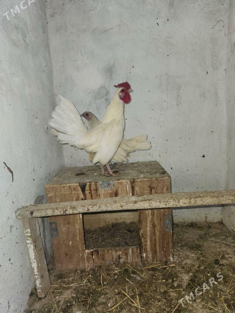 zbrayt karlik - Сакар - img 1