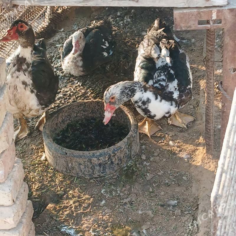 indautga gaz - Sakarçäge - img 1