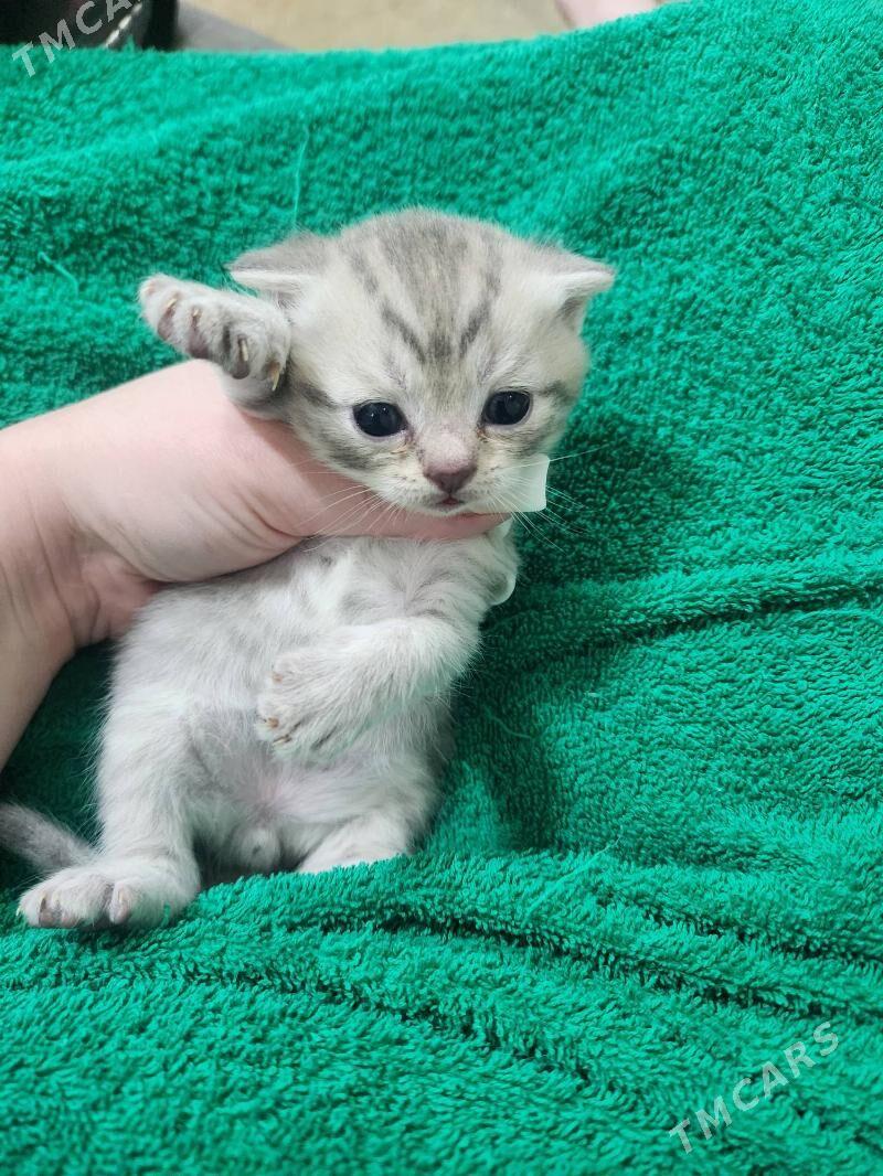 Шотландские вислоухие - Ашхабад - img 1