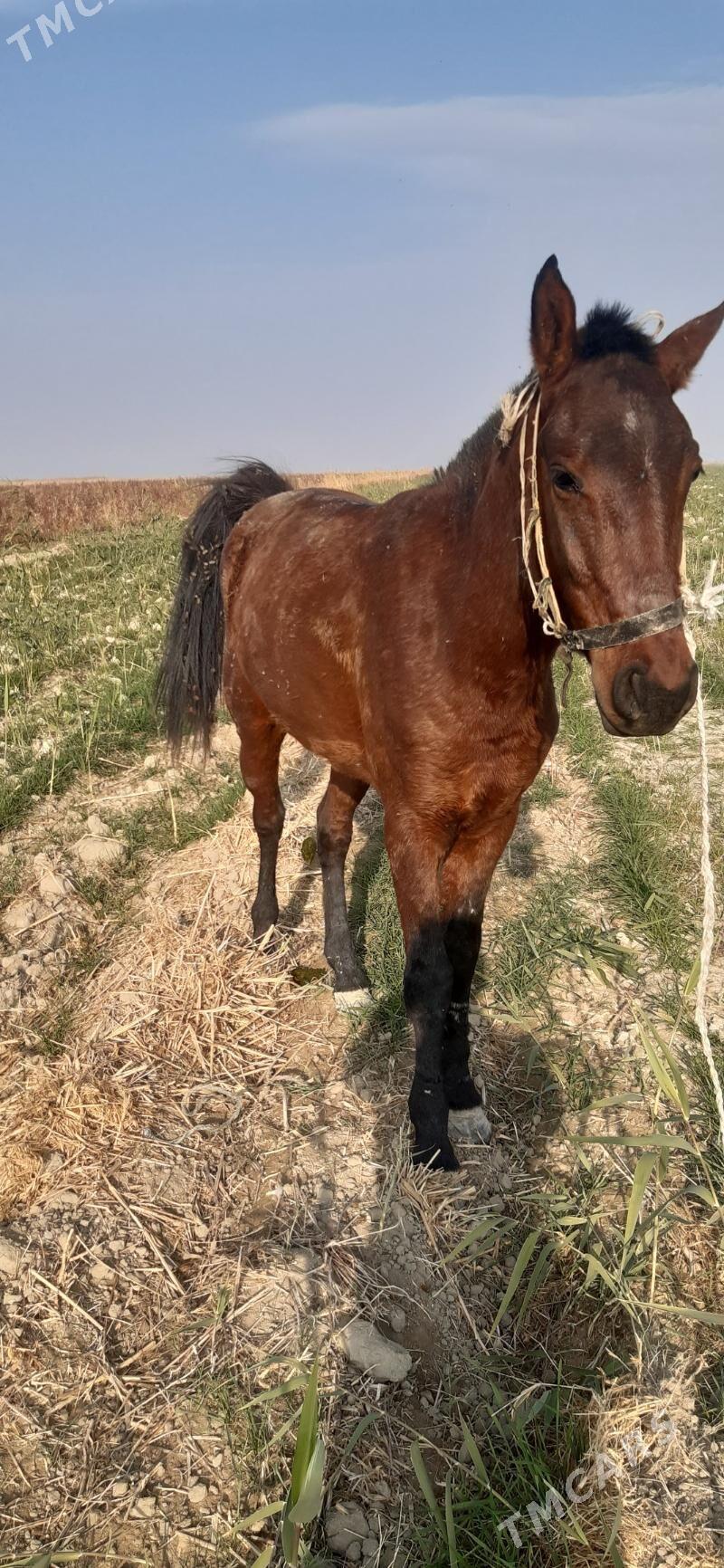 atat - Бахарден - img 1