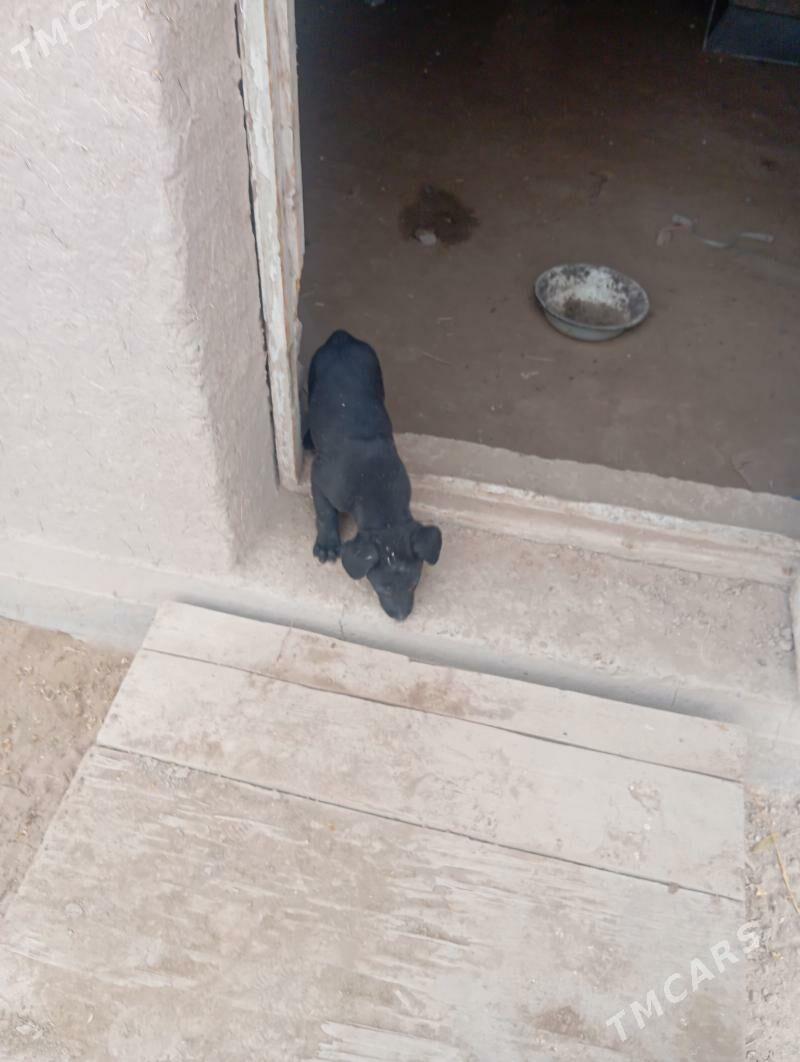 afçarka - Болдумсаз - img 1