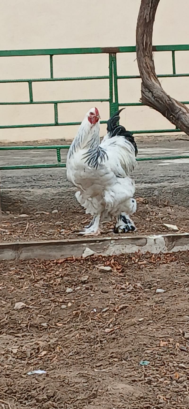 Brama horazlar - Çoganly - img 1