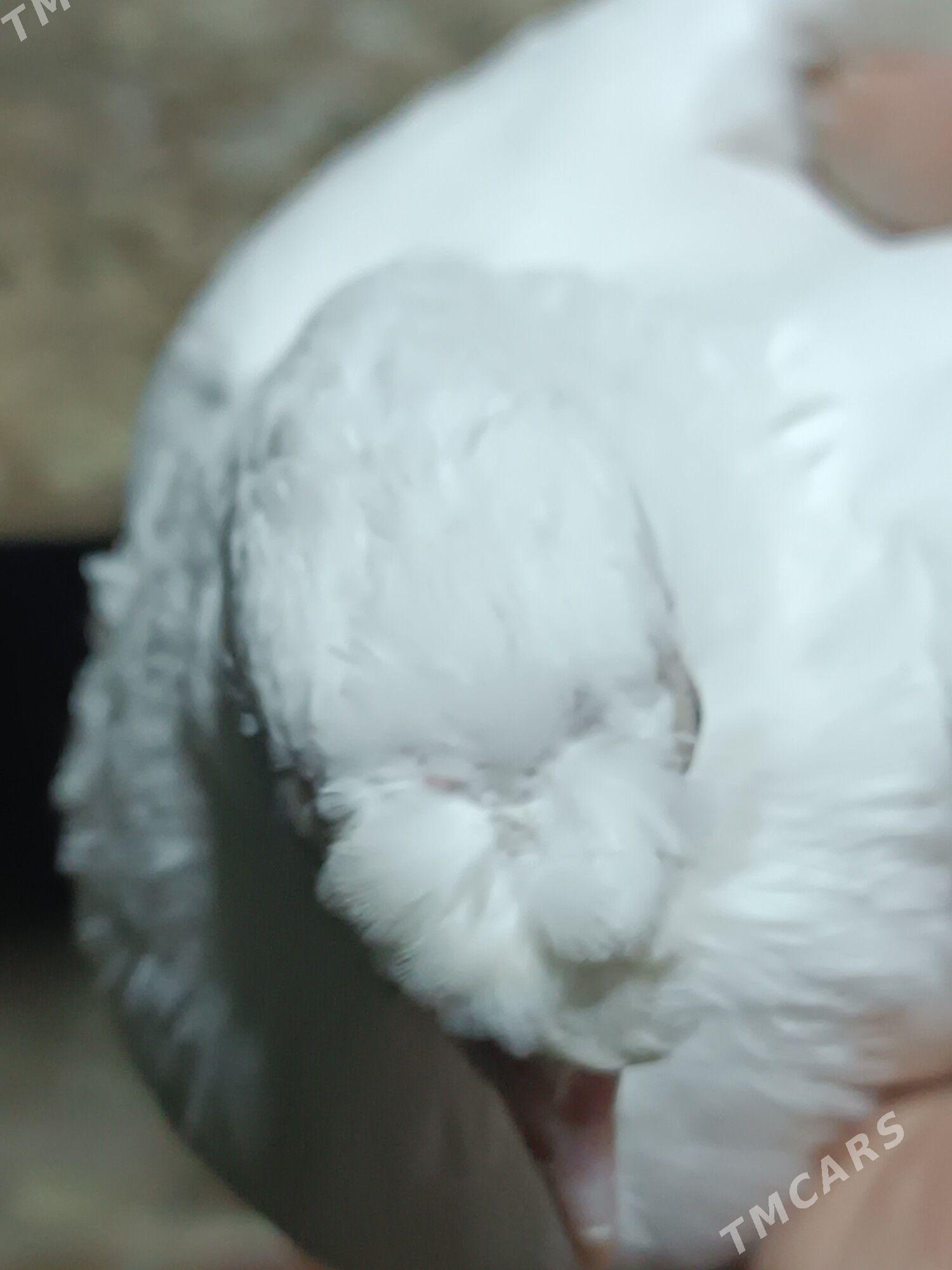 Kepderi - Mary - img 1