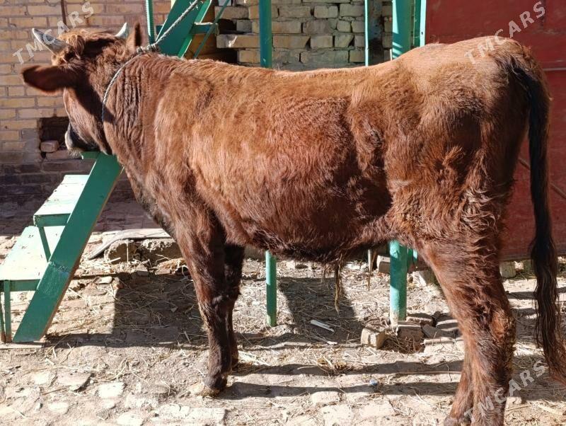 OKUZLER - Türkmenabat - img 1