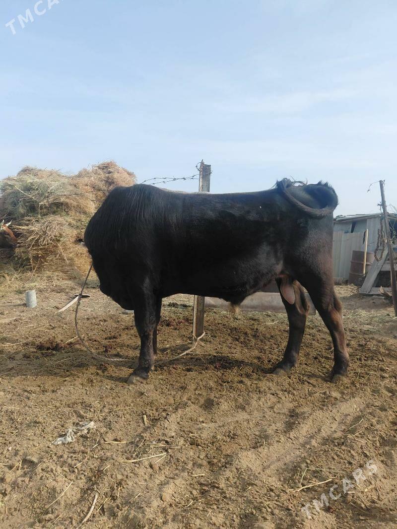 okuz - Ак-Бугдайский этрап - img 1