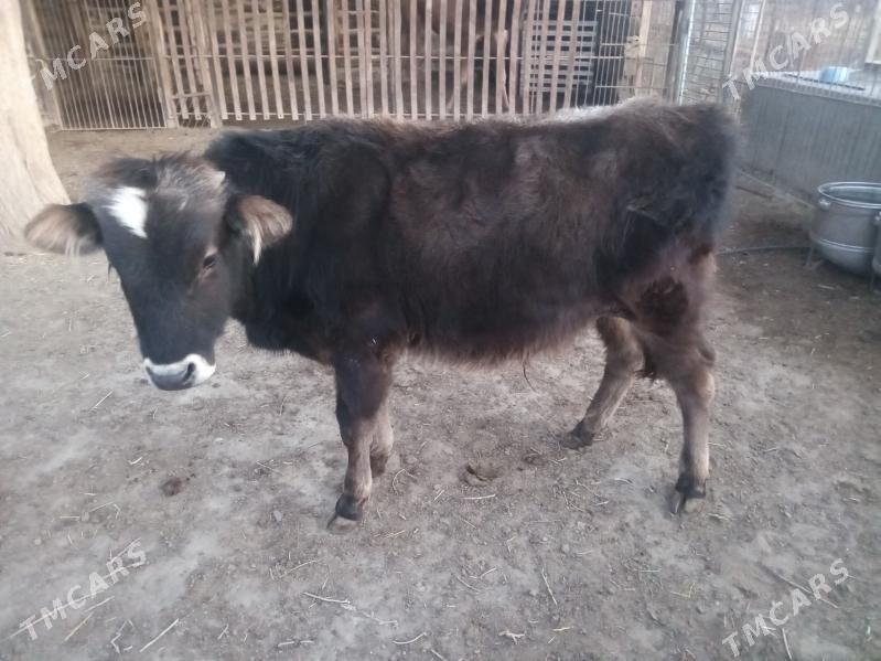 Öküz - Берекет - img 1