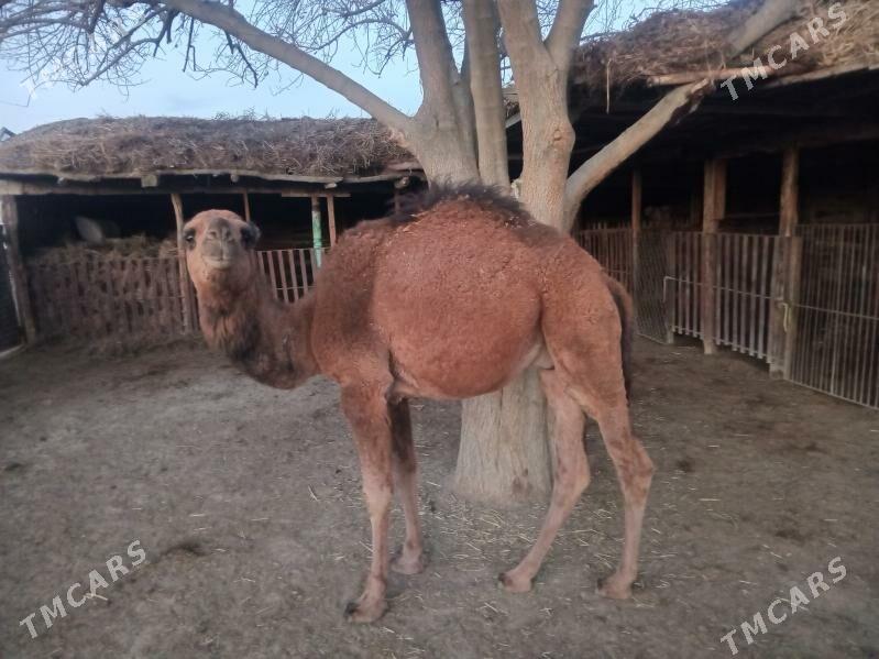 Ogşuk - Берекет - img 1