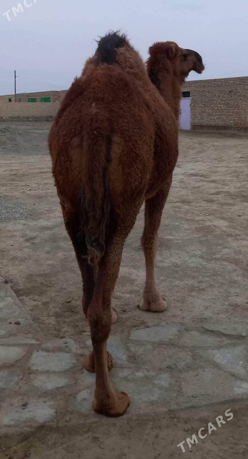 duye - Берекет - img 1