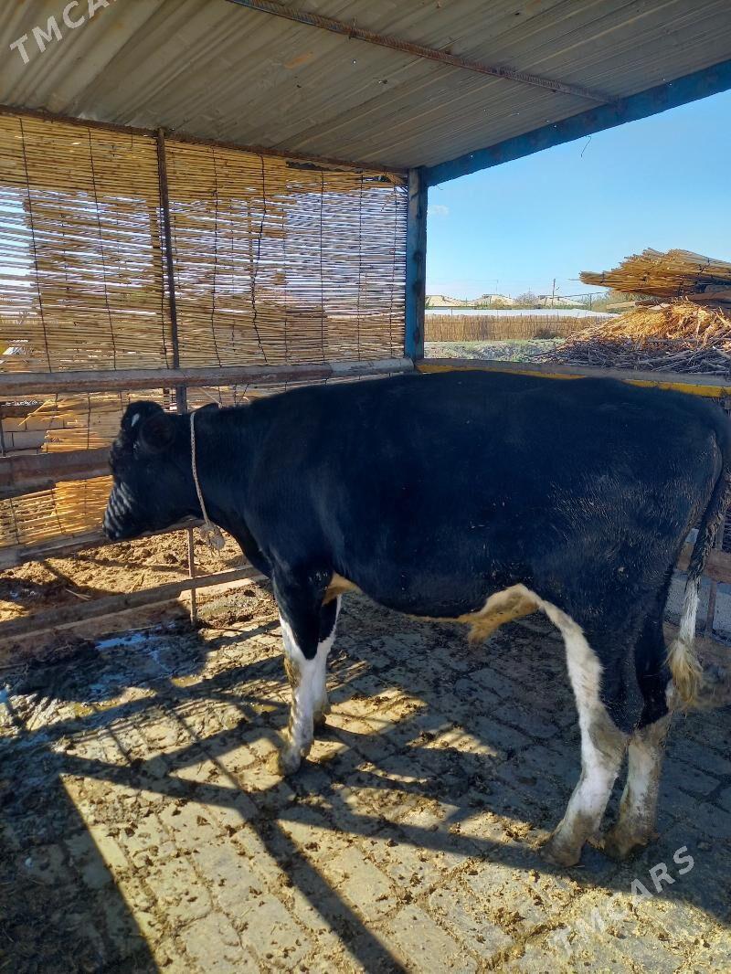 Öküz - Мары - img 1