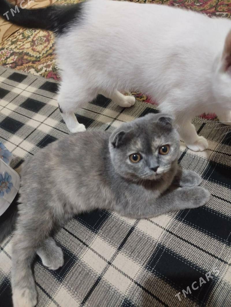 pishik - Daşoguz - img 1