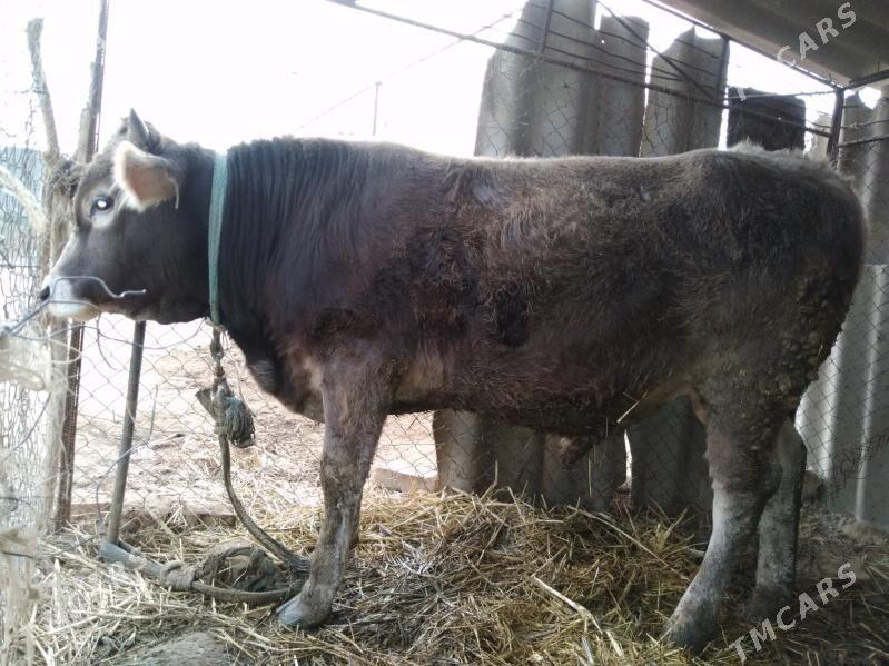 okuz - Бахарден - img 1