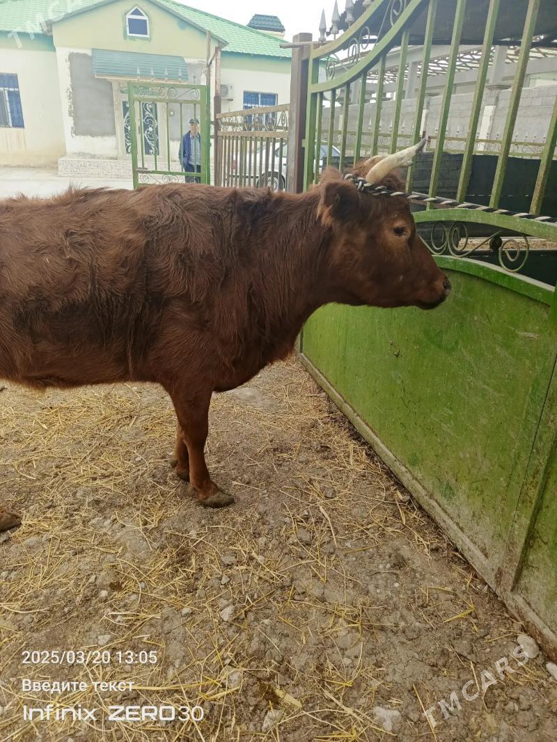 Sygyr - Балканабат - img 1