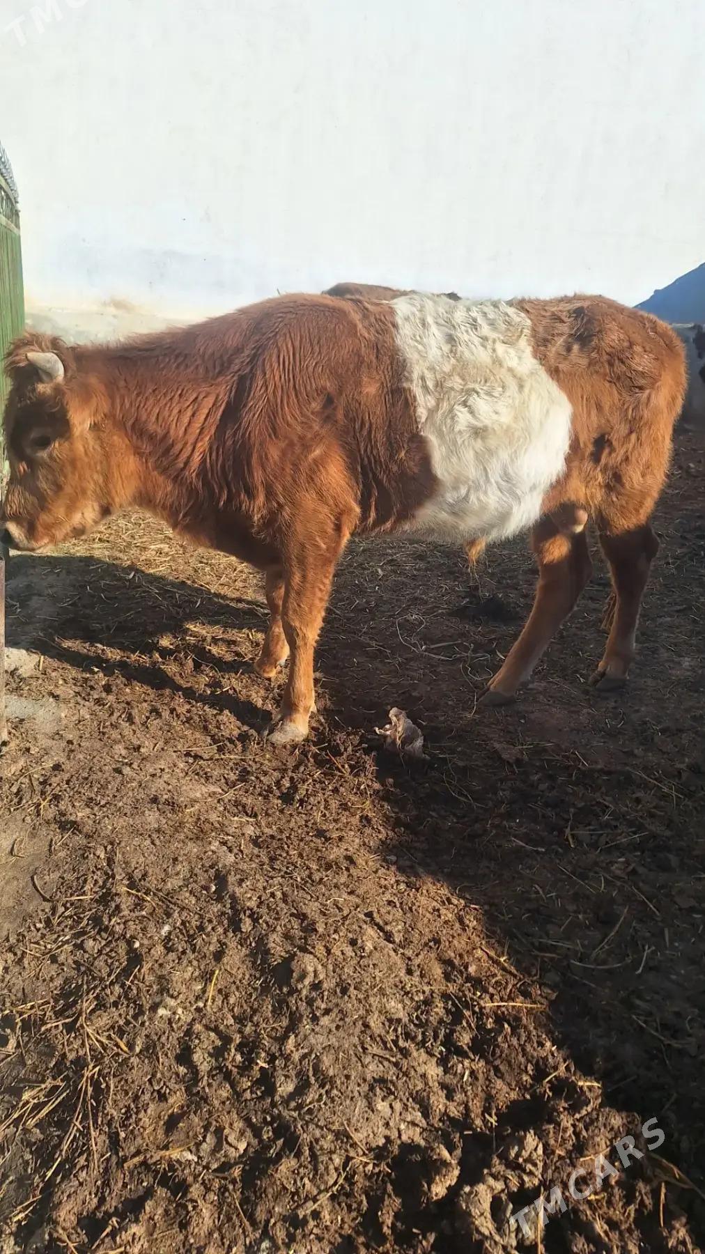 Öküz - Балканабат - img 1