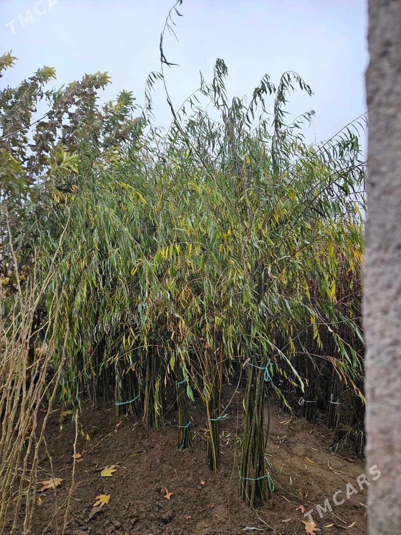 leyli sac,bag,nahal,leýli saç - Ашхабад - img 1