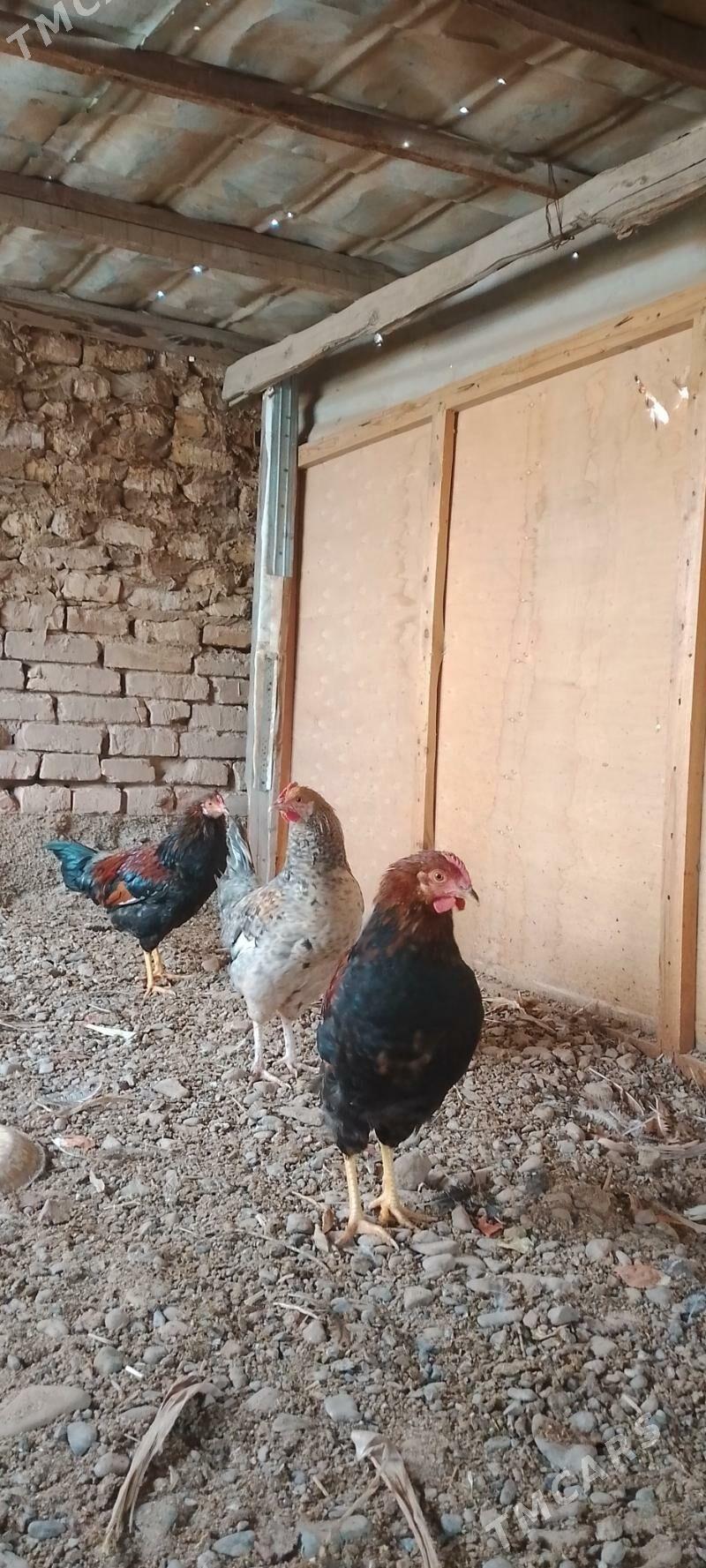 towuk juyje - Теджен - img 1