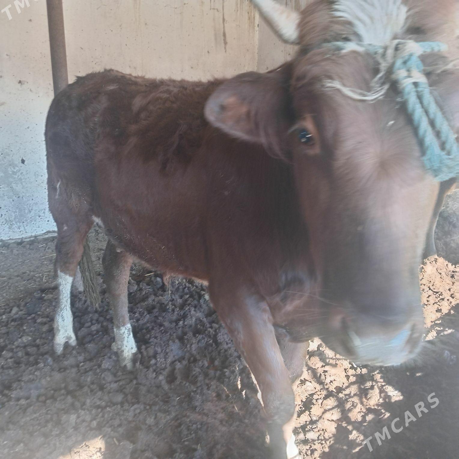 okyz - Çärjew - img 1