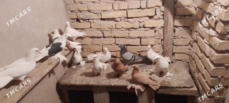 голуби - Çärjew - img 1