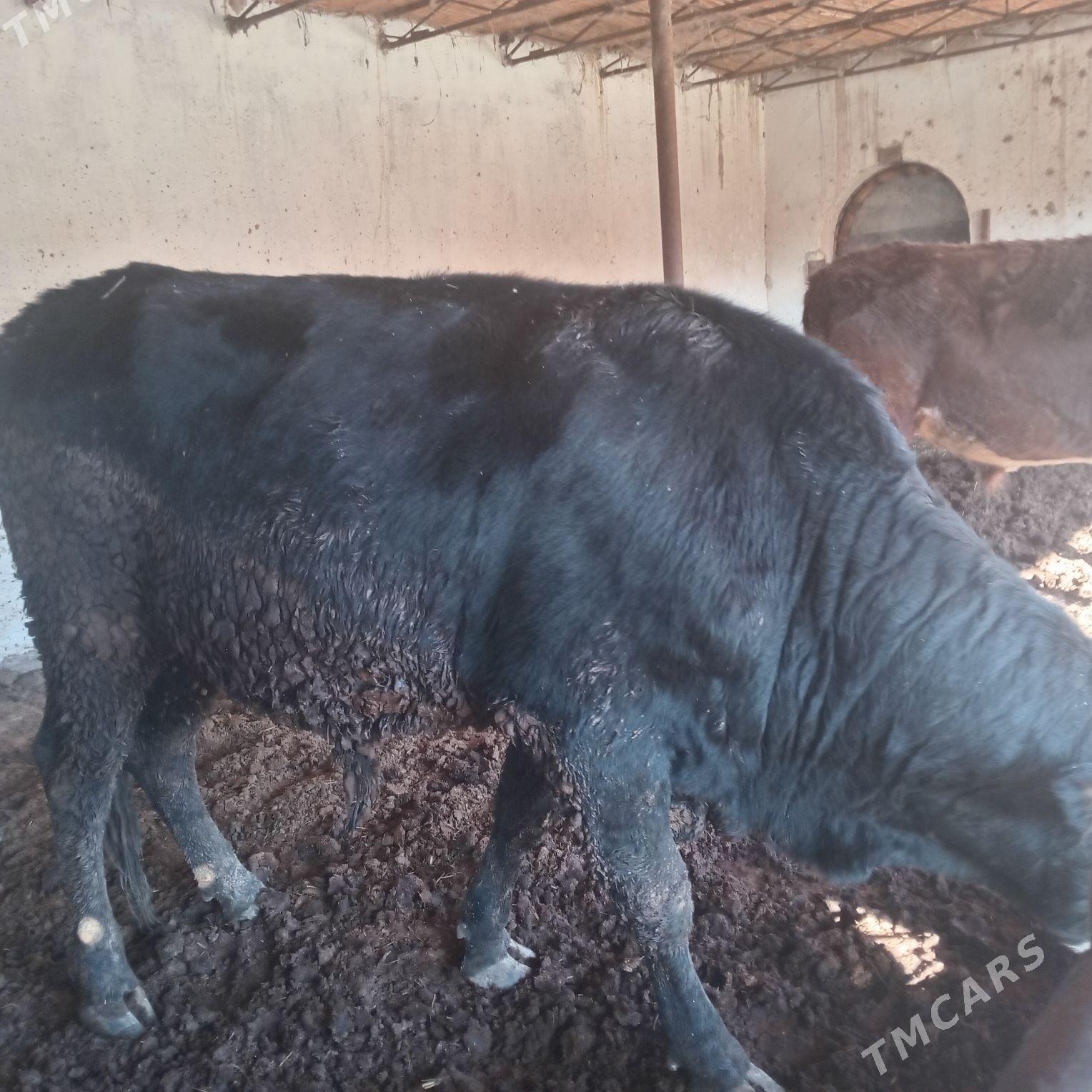 okuz - Çärjew - img 1