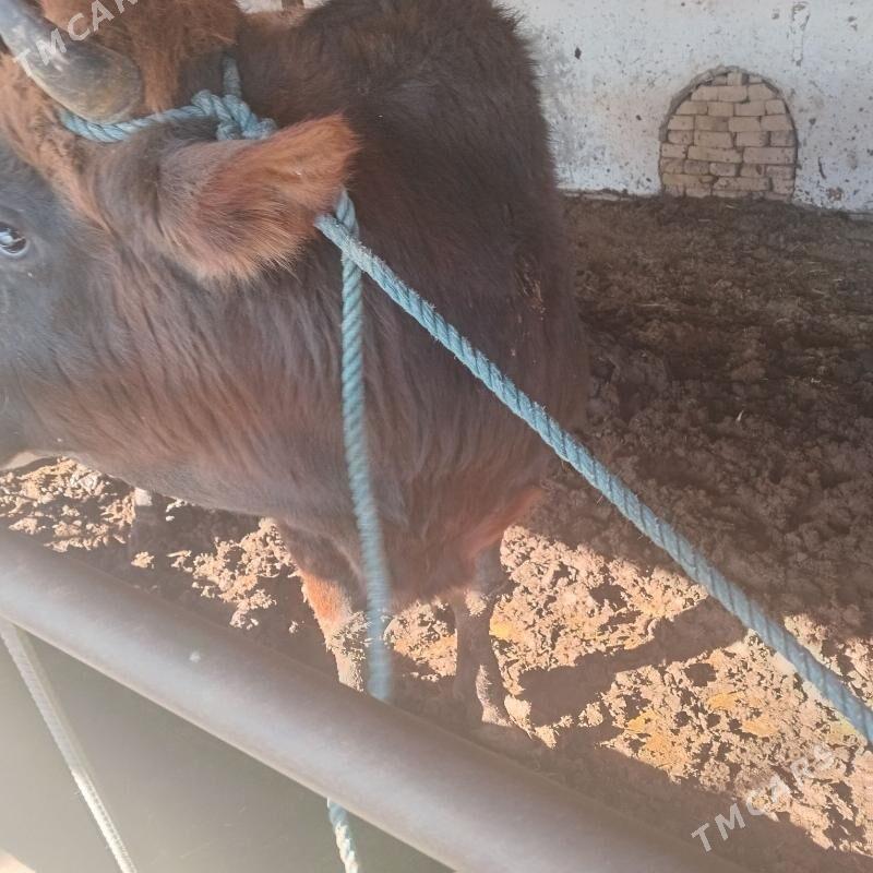 okuz - Çärjew - img 1