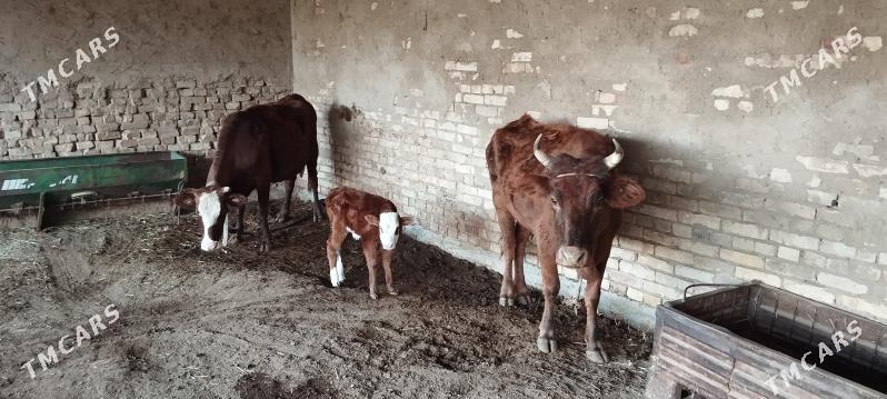 Göleli sygyr - Мары - img 1