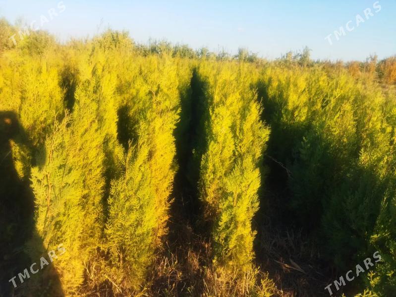 tuýa ýolka - Aşgabat - img 1