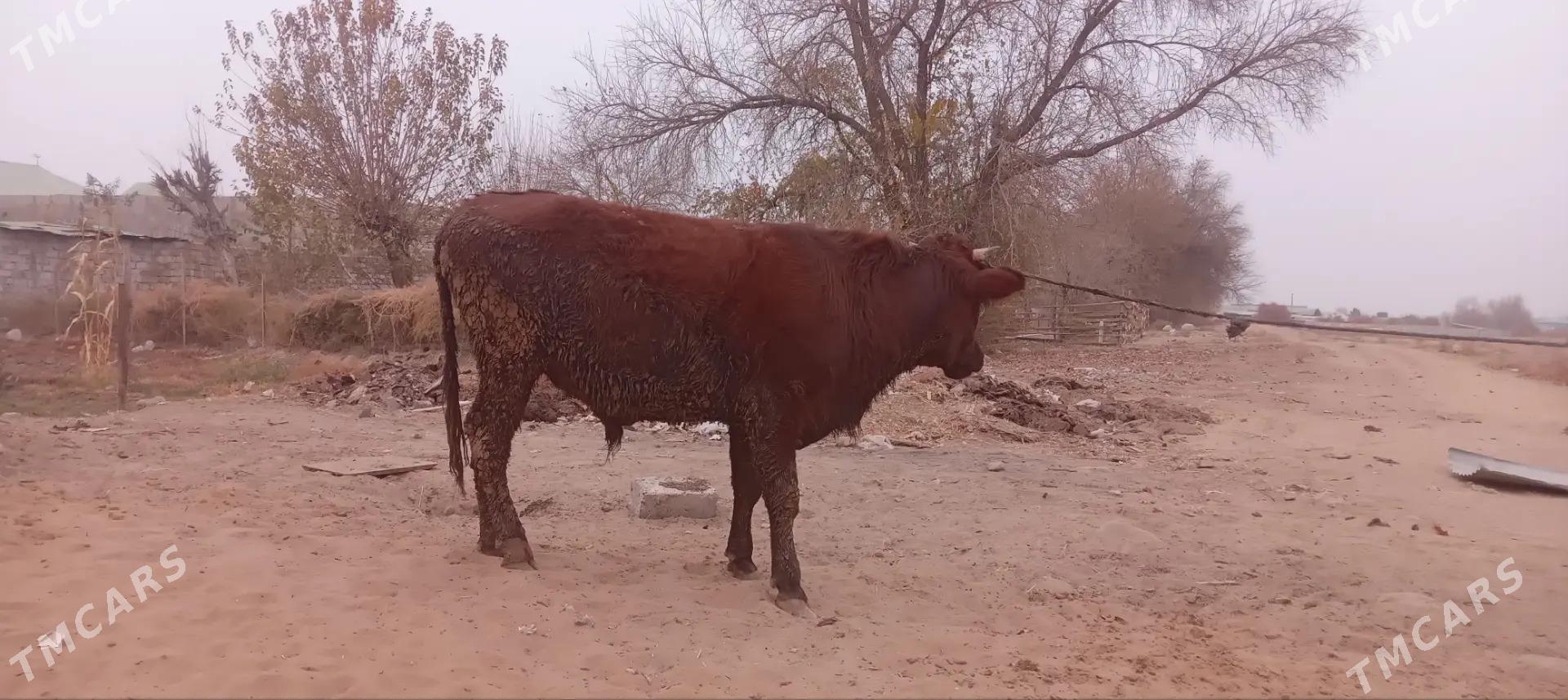 okuz - Aşgabat - img 1