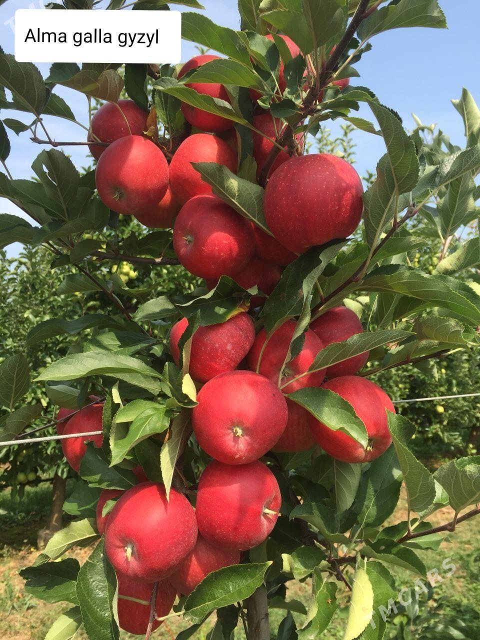 miweli bag nahal - Ашхабад - img 1