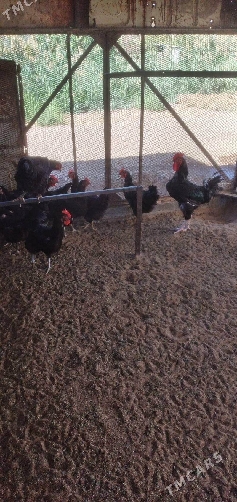 gigant yumurtga - Sakarçäge - img 1