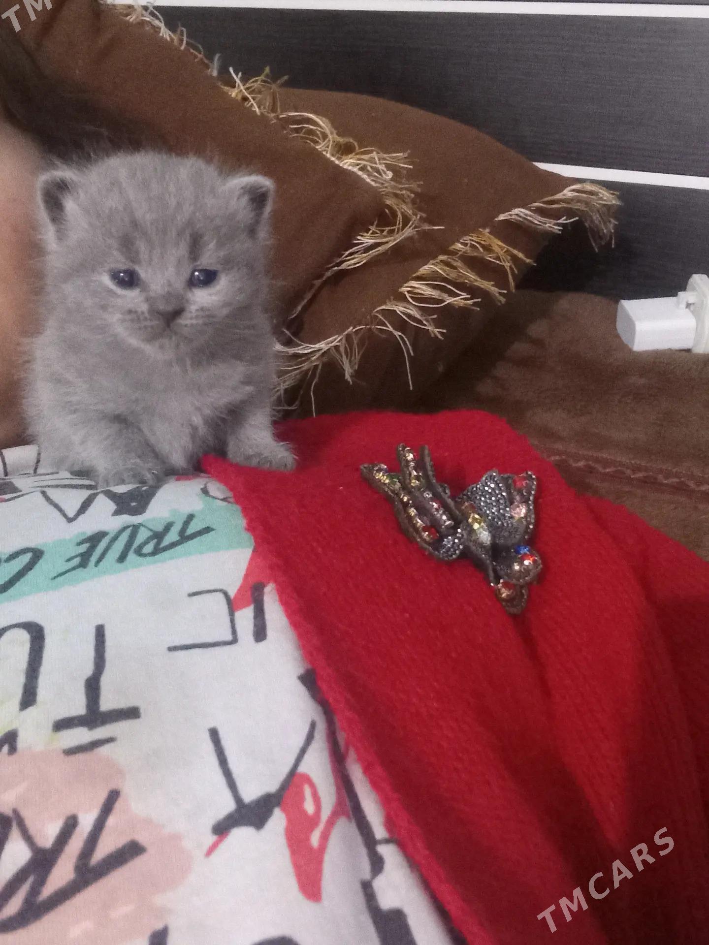 ПРОДАЮТСЯ КОТЯТА ПОРОДИСТЫЕ - Türkmenabat - img 1