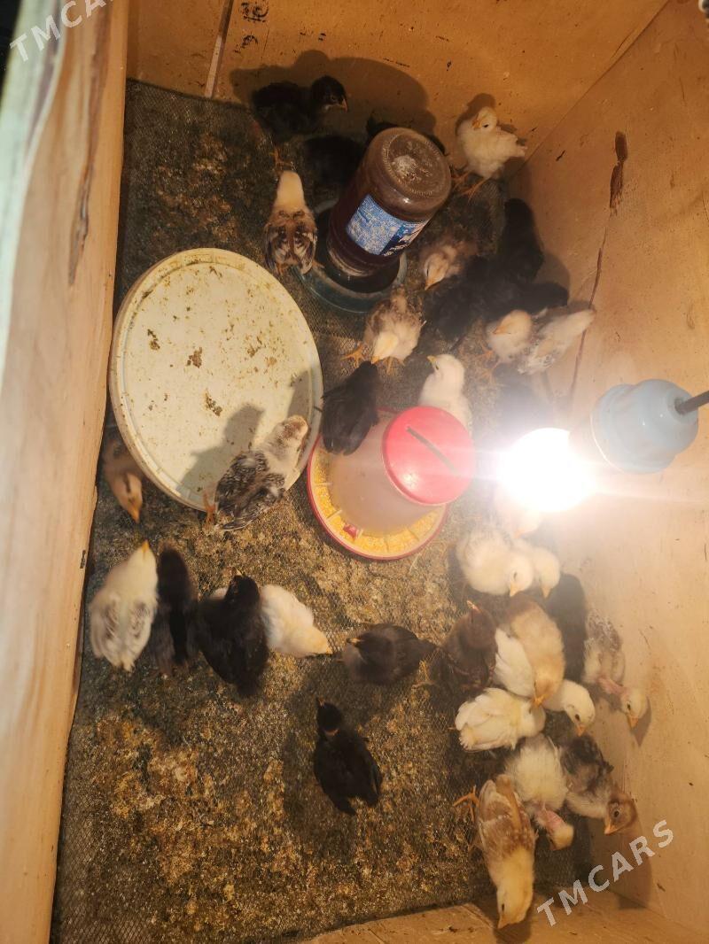 juje gigant - Sakar - img 1