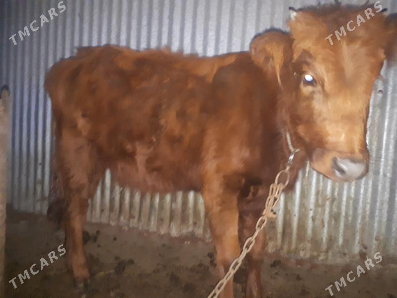 Gulajyn göle - Wekilbazar - img 1