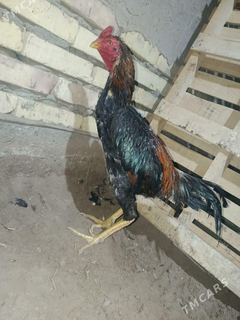 horaz - Daşoguz - img 1