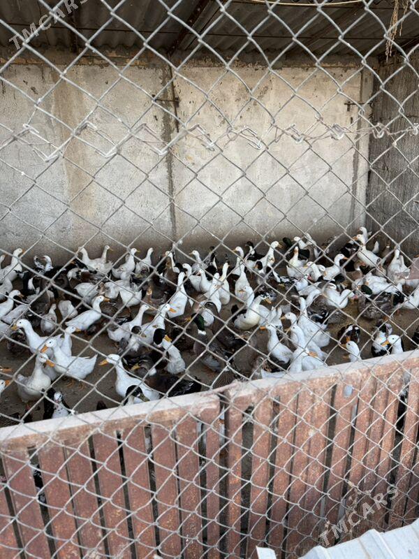 ördekler - Aşgabat - img 1